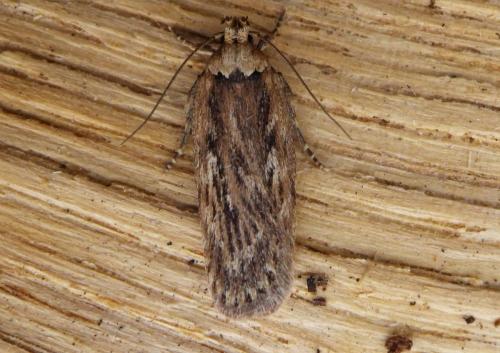 Depressaria sp.